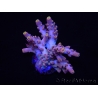 WYSIWYG RAH Acropora Terra Yellow 5Z3