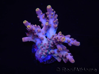 WYSIWYG RAH Acropora Terra Yellow 5Z3