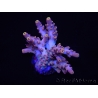 WYSIWYG RAH Acropora Terra Yellow 5Z3