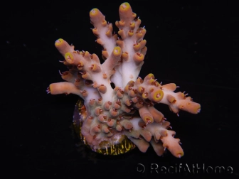 WYSIWYG RAH Acropora Terra Yellow 5Z3