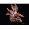 WYSIWYG RAH Acropora Terra Yellow 5Z3