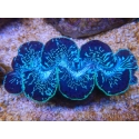 WYSIWYG Tridacna maxima XL Bénitiers A5 (11 cm) 