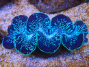 WYSIWYG Tridacna maxima XL Bénitiers A5 (11 cm) 