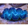 WYSIWYG Tridacna maxima XL Bénitiers A5 (11 cm) 