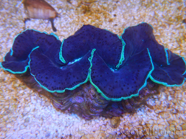 WYSIWYG Tridacna maxima XL Bénitiers B1 (13 cm) 