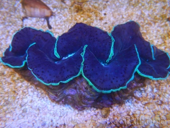 WYSIWYG Tridacna maxima XL Bénitiers B1 (13 cm) 