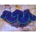 WYSIWYG Tridacna maxima XL Bénitiers B1 (13 cm) 