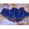 WYSIWYG Tridacna maxima XL Bénitiers B1 (13 cm) 