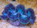 WYSIWYG Tridacna maxima XL Bénitiers B3 (11 cm) 