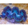WYSIWYG Tridacna maxima XL Bénitiers B3 (11 cm) 