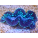 WYSIWYG Tridacna maxima XL Bénitiers B5 (11 cm) 