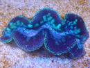 WYSIWYG Tridacna maxima XL Bénitiers B5 (11 cm) 