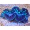WYSIWYG Tridacna maxima XL Bénitiers B5 (11 cm) 