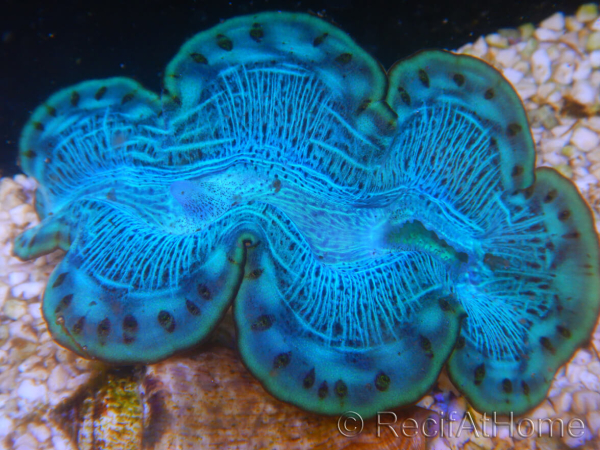WYSIWYG Tridacna maxima Bénitiers D7 (6.5 cm)