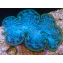 WYSIWYG Tridacna maxima Bénitiers D7 (6.5 cm)