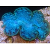 WYSIWYG Tridacna maxima Bénitiers D7 (6.5 cm)