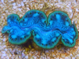 WYSIWYG Tridacna maxima Bénitiers D10 (7 cm)