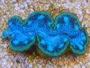 WYSIWYG Tridacna maxima Bénitiers D10 (7 cm)