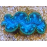 WYSIWYG Tridacna maxima Bénitiers D10 (7 cm)