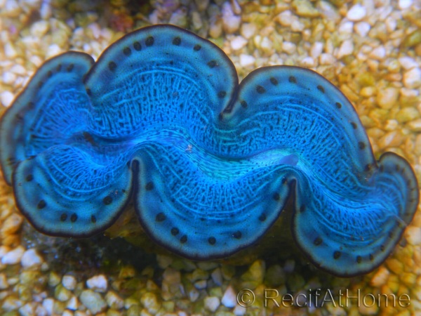 WYSIWYG Tridacna maxima Bénitiers F8 (7 cm)