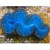 WYSIWYG Tridacna maxima Bénitiers F8 (7 cm)