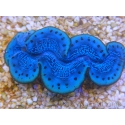 WYSIWYG Tridacna maxima Bénitiers E10 (7 cm)