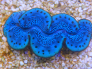 WYSIWYG Tridacna maxima Bénitiers E10 (7 cm)