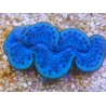 WYSIWYG Tridacna maxima Bénitiers E10 (7 cm)