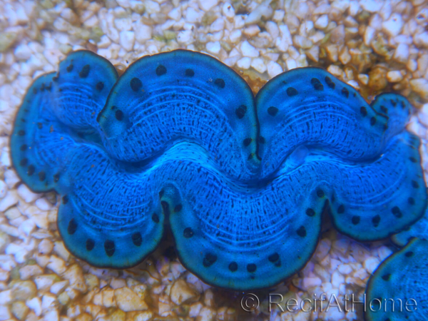 WYSIWYG Tridacna maxima Bénitiers E8 (7 cm)