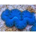 WYSIWYG Tridacna maxima Bénitiers E8 (7 cm)