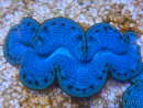 WYSIWYG Tridacna maxima Bénitiers E8 (7 cm)