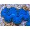 WYSIWYG Tridacna maxima Bénitiers E8 (7 cm)