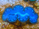WYSIWYG Tridacna maxima Bénitiers E1 (6 cm)