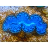 WYSIWYG Tridacna maxima Bénitiers E1 (6 cm)