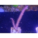 WYSIWYG Gorgone sp 6