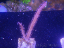 WYSIWYG Gorgone sp 6