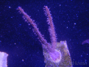 WYSIWYG Gorgone sp 7