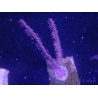 WYSIWYG Gorgone sp 7