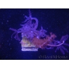 WYSIWYG Gorgone sp 9
