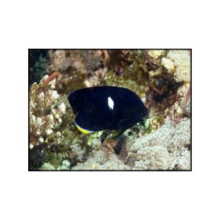 Centropyge tibicen