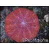 WYSIWYG Fungia sp Full color 