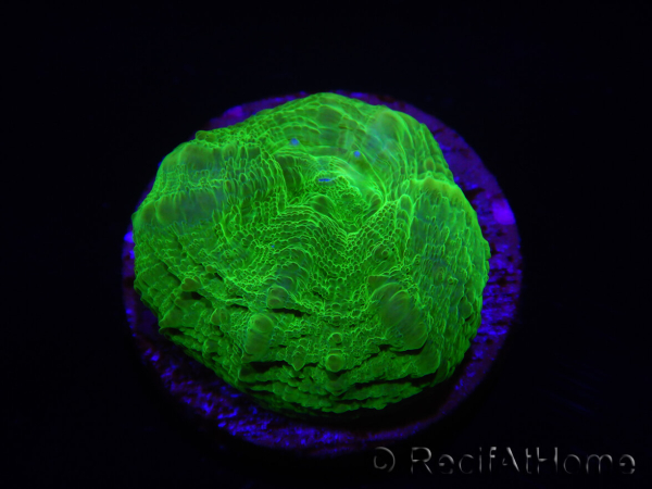 WYSIWYG Homophyllia australis (ex Scolymia) Warpaint Frag élevage 7 (2 cm)