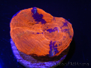 WYSIWYG Homophyllia australis (ex Scolymia) Warpaint Frag élevage 14 (2.1 cm)