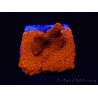 WYSIWYG montipora  rouge pousse rouge 1P1