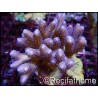 Seriatopora histrix bicolor Vert violet Taille M