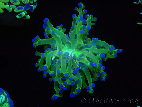 WYSIWYG Euphyllia paradivisa Green/Yellow Tips (Elevage Recifathome) 10A1