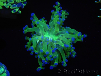 WYSIWYG Euphyllia paradivisa Green/Yellow Tips (Elevage Recifathome) 10A1