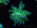 WYSIWYG Euphyllia paradivisa Green/Yellow Tips (Elevage Recifathome) 10A1
