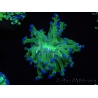 WYSIWYG Euphyllia paradivisa Green/Yellow Tips (Elevage Recifathome) 10A1
