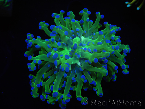 WYSIWYG Euphyllia paradivisa Green/Yellow Tips (Elevage Recifathome) 10A2